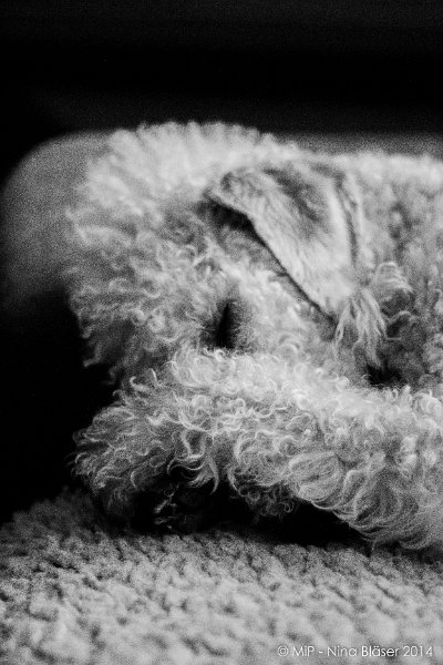 2014-03-11 Svet sleeping-7966.jpg